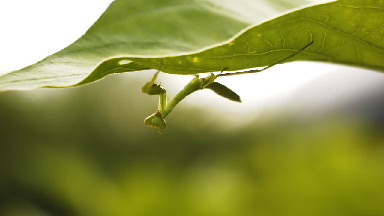 A young praying mantis hangs upside down on a leaf as the wind blows. Beautiful close-up of the insect in the wild. Shot with depth of field