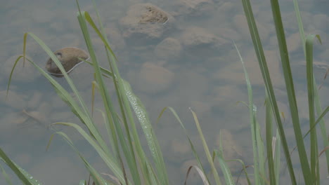 Close-up-of-dew-on-the-stream-plants