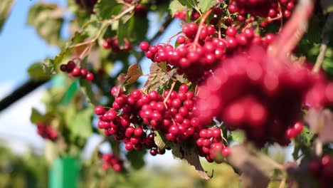 red viburnum berries