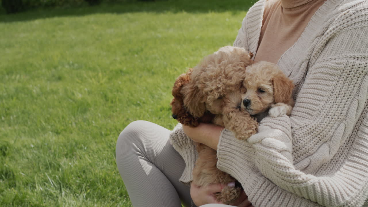 una mujer con un grupo de cachorros se sienta en un césped verde. vista lateral