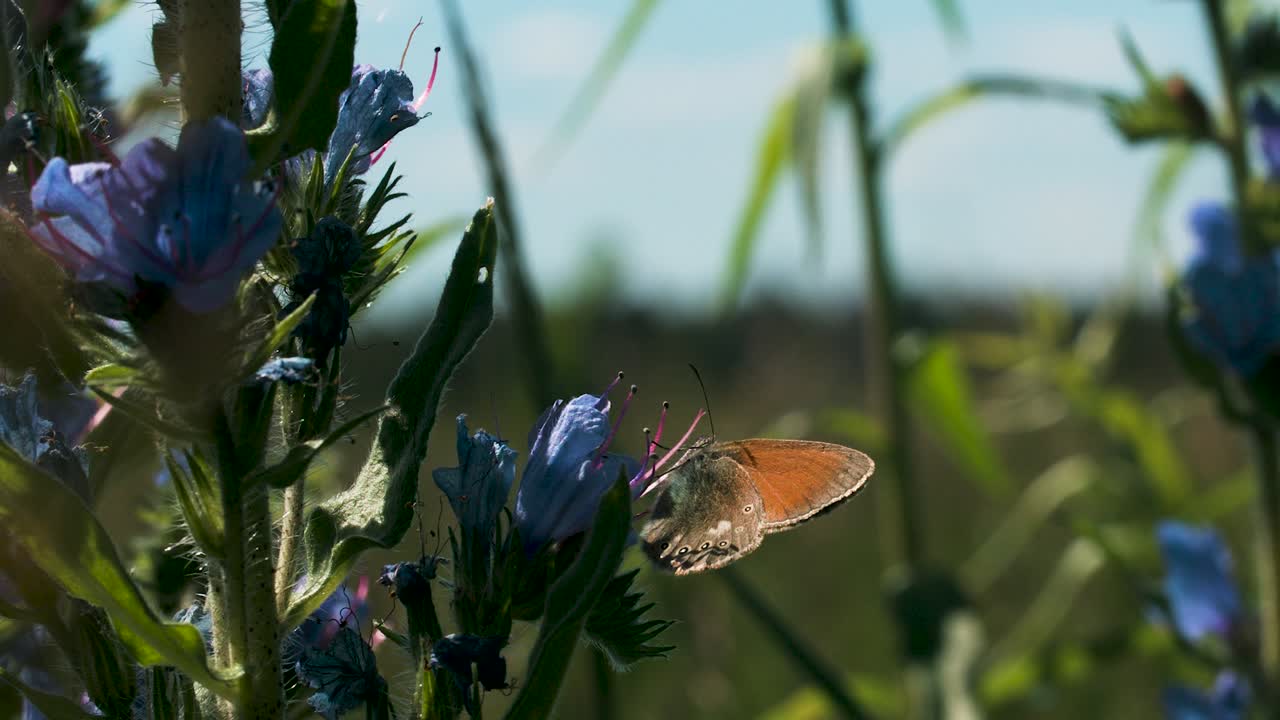 la mariposa en la campana azul