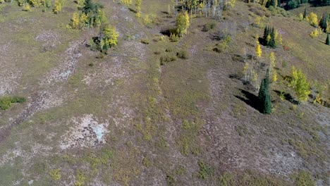 Aspens-changing-on-a-hillside