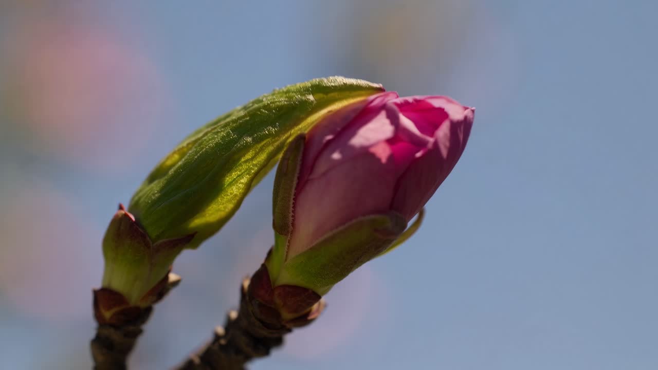 Poklatkowe zbliżenie kwitnącej różowej magnolii