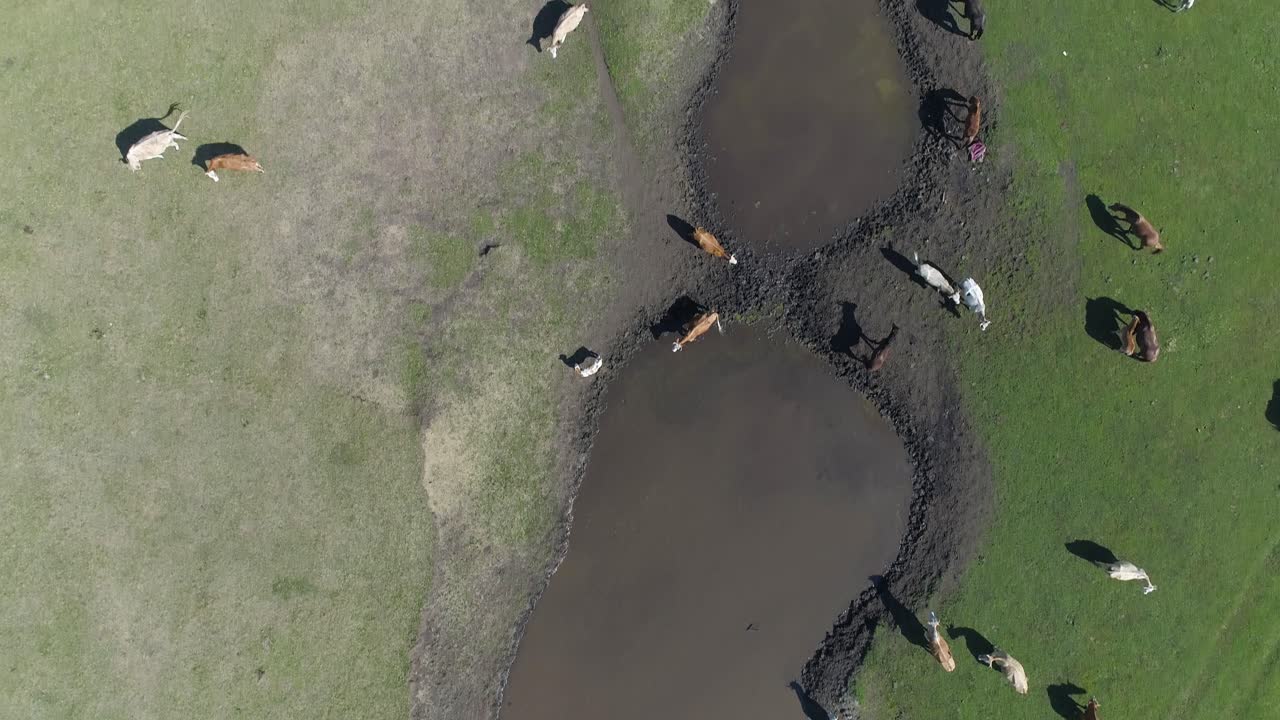 들판 에 있는 연못 에서 물 을 마시는 소  의 공중 사진