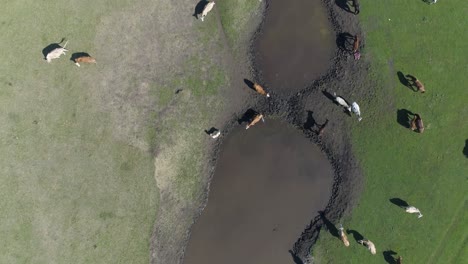vista aérea de un rebaño de ganado bebiendo de un estanque en un campo