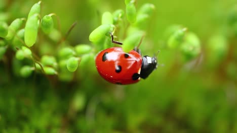 Close-up-wildlife-of-a-ladybug-in-the-green-grass-in-the-forest