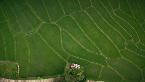 Rice-Paddies-From-Above