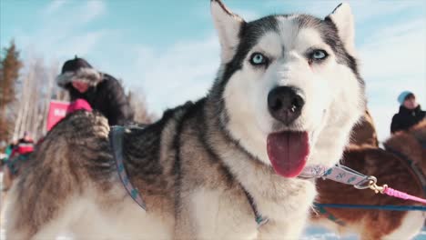 husky dog sledding in winter