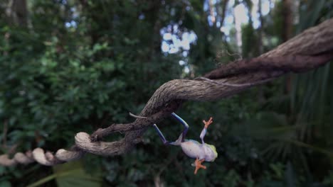 amazing shot of an acrobatic red eyed tree frog jumping and landing on a branch