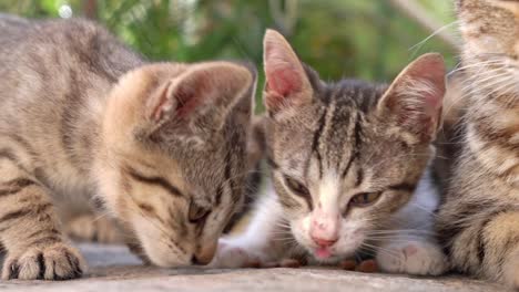 cuatro gatitos sin hogar de la calle con apetito comen comida seca esparcida en el asfalto del suelo en el parque, calle. los voluntarios alimentan a la familia de pequeños gatitos a rayas. esterilización y problema de animales sin hogar