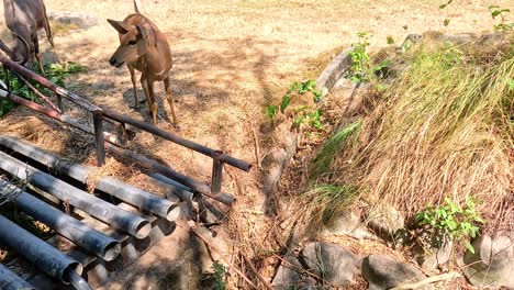 deer in a zoo enclosure