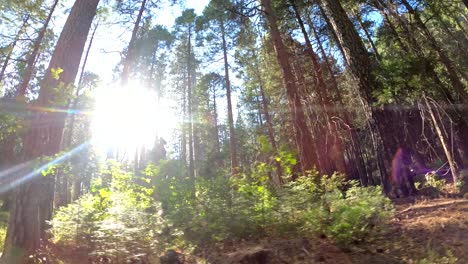 Tall-skinny-trees-covering-the-valley-floor-of-Yosemite-National-Park,-California