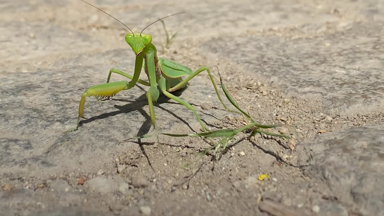 Primo piano della mantide religiosa che si muove su un marciapiede.