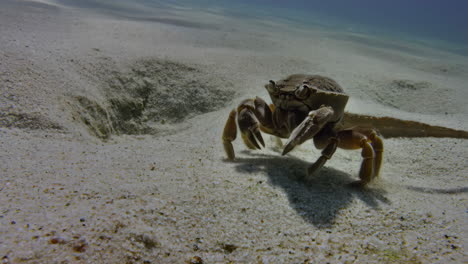 Crab on Sand Underwater