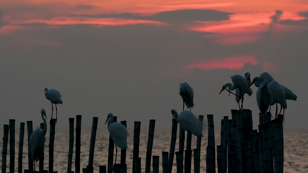 중대 백로, 일컬어 일반적인 백로 또는 큰 백로