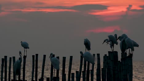 The-Great-Egret,-also-known-as-the-Common-Egret-or-the-Large-Egret