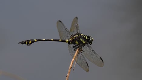 La-Libélula-De-Cola-De-Brida-Común-Se-Ve-Comúnmente-En-Tailandia-Y-Asia