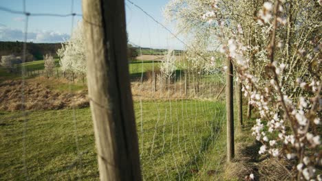 far focus of branches blowing in wind | blooming white trees in apple orchid, farmland in germany, europe, 4k