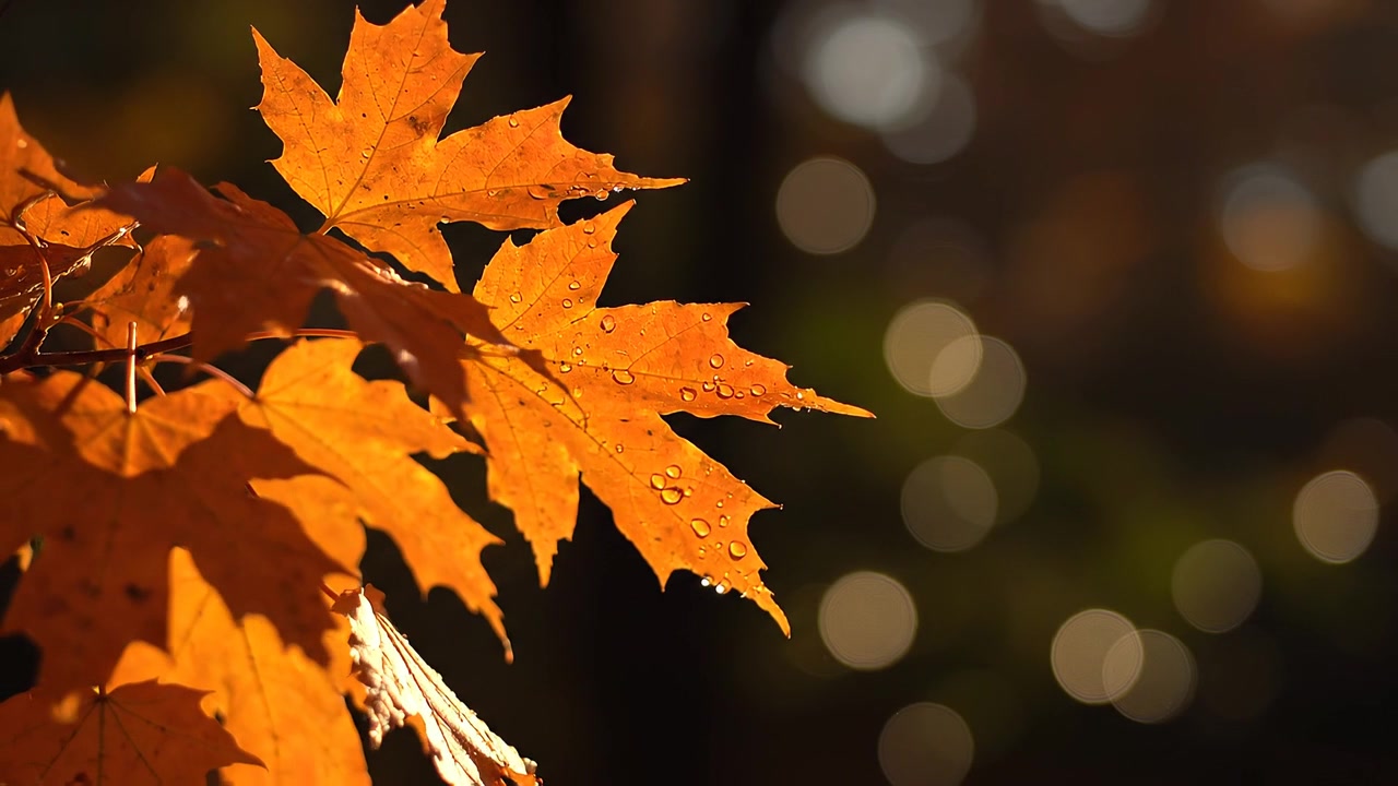 Foglie d'acero arancioni vivaci con goccioline d'acqua alla luce del sole autunnale