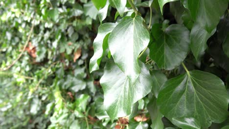 planta de hiedra común en una ligera brisa
