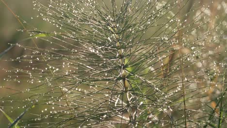 stunning footage of a plant in morning dew at sunrise reveals natural beauty and freshness