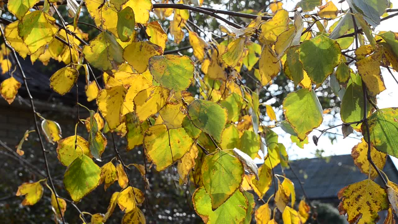 Paesaggio autunnale. Foglie a ottobre