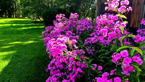 flor púrpura vibrante cerca de la granja de madera en el paisaje rural, dolly hacia adelante