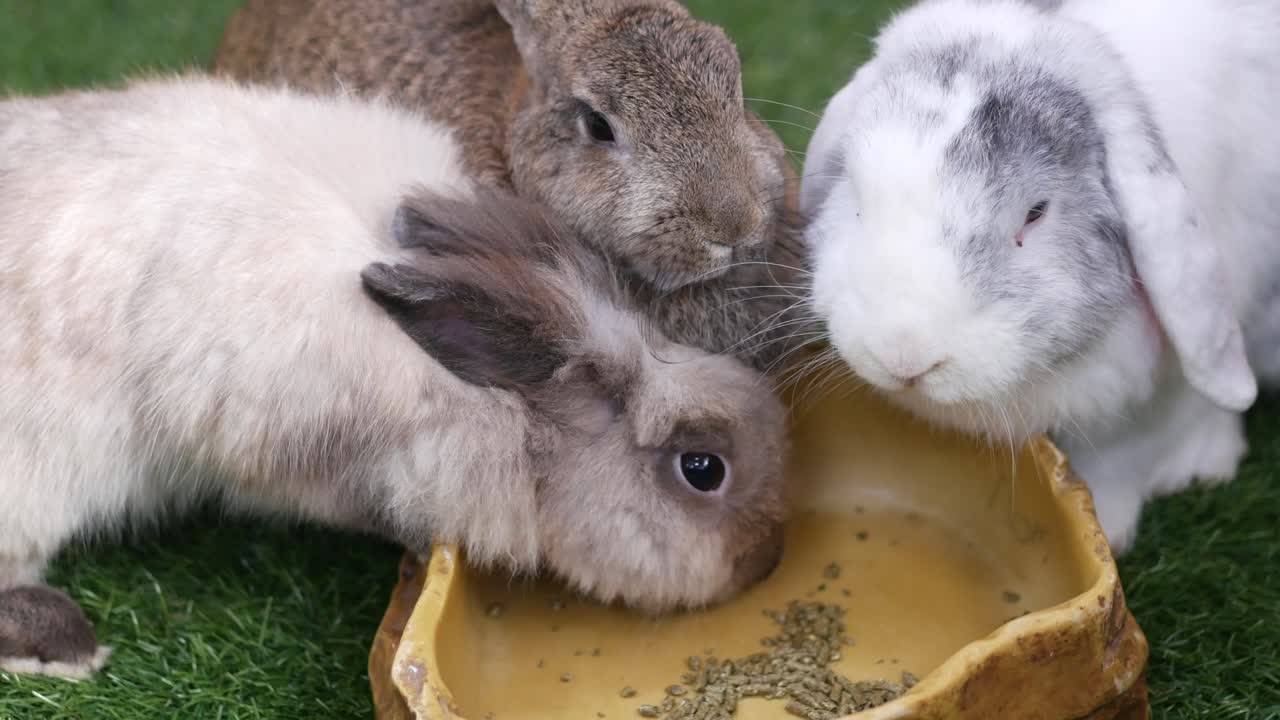 먹이를 먹는 토끼를 궁금해하는 탑 뷰