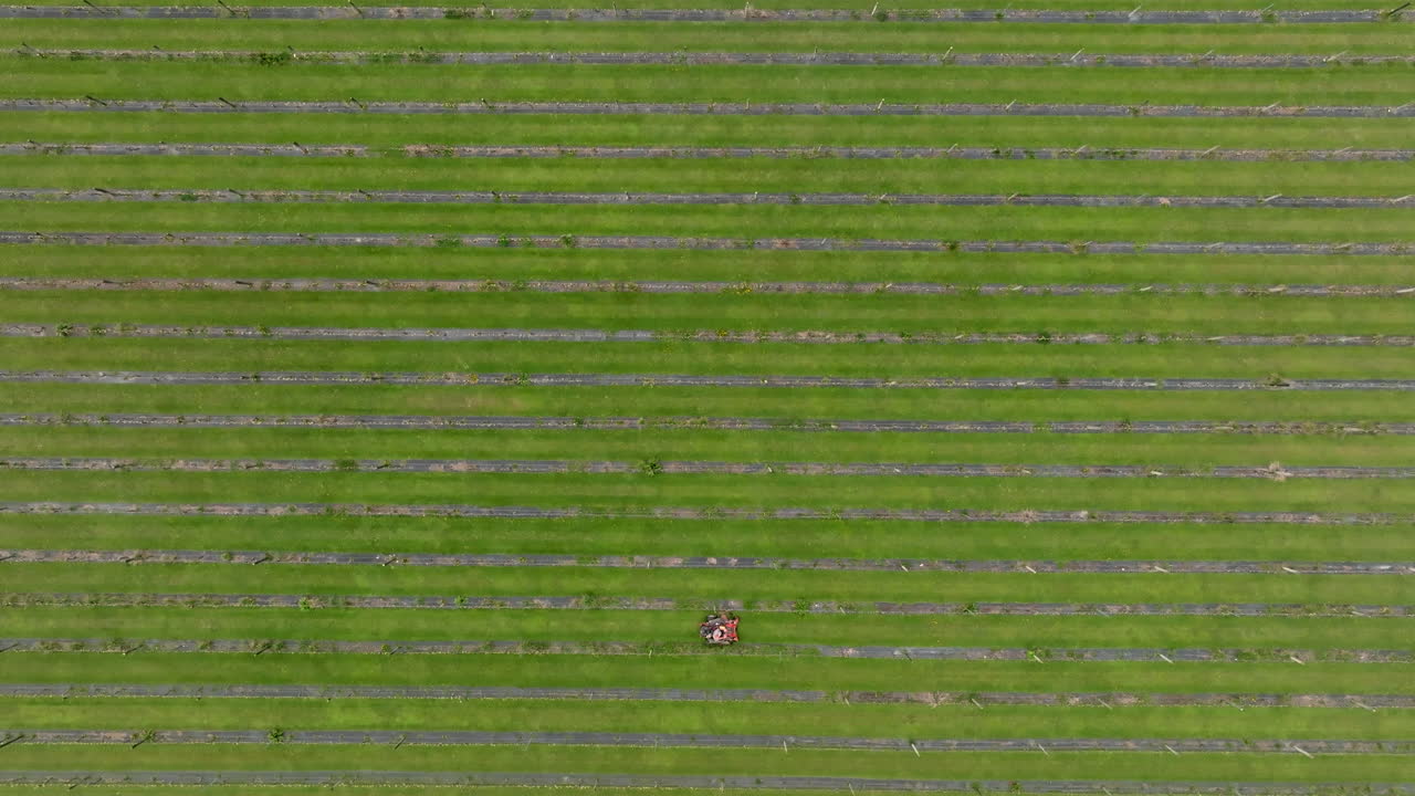 뉴질랜드의 포도에서 잔디 기기에 탑승한 남자가 프레임을 가로질러 움직이는 위아래 드론
