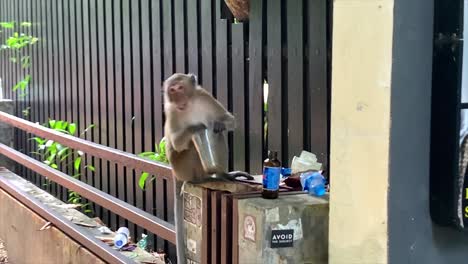 mono comiendo de una taza de plástico
