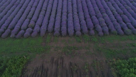 flight over a blooming lavender field