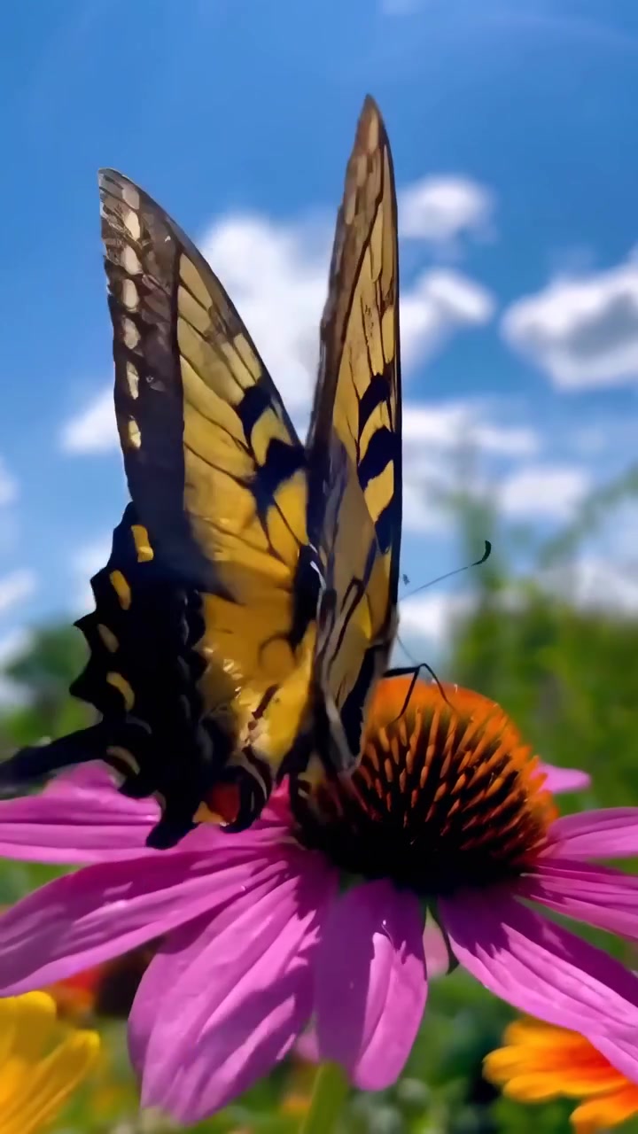 Primo piano di una farfalla gialla su un fiore viola che spicca il volo