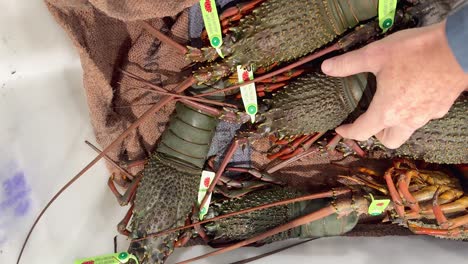 lobsters being sorted at australian seafood market