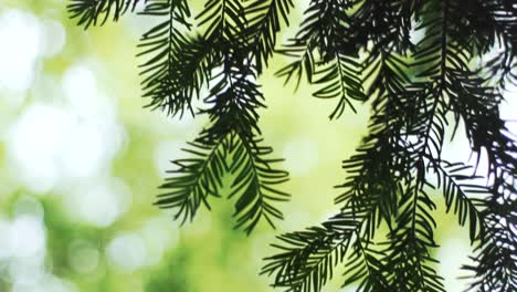 Pine-tree-branches-dangling-in-a-beautiful-forest-backdrop