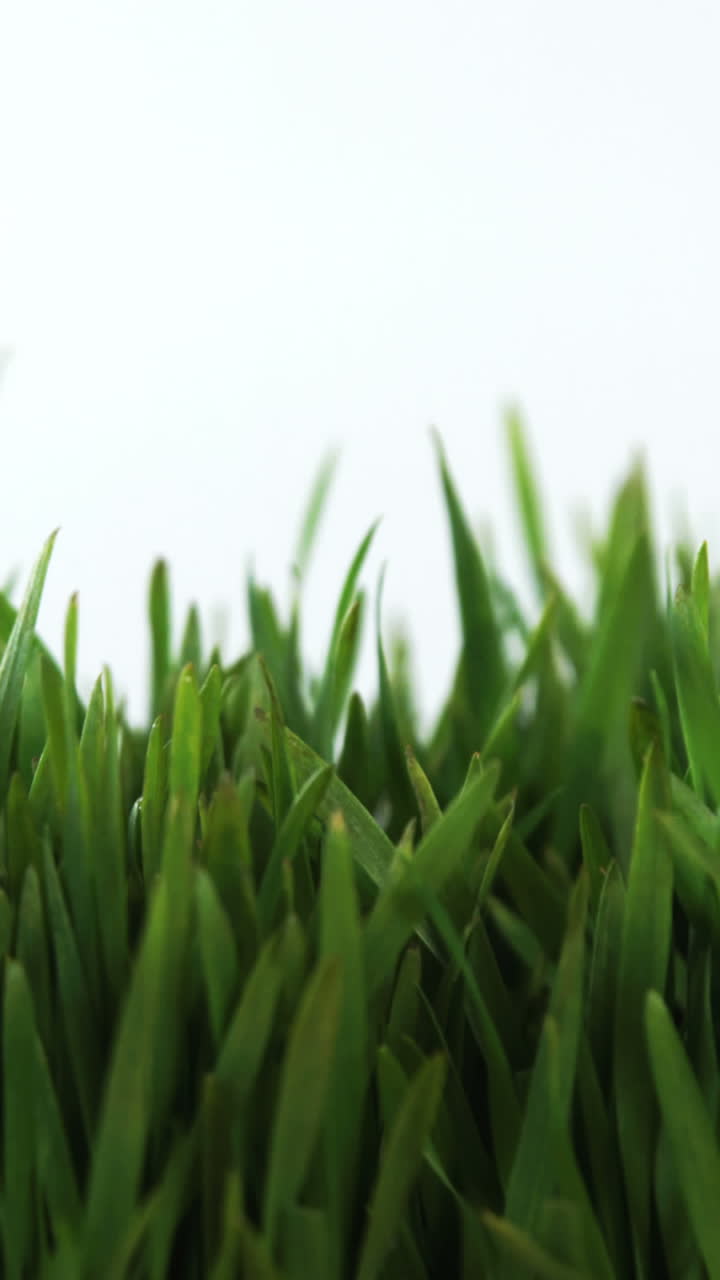 hierba alta en el campo