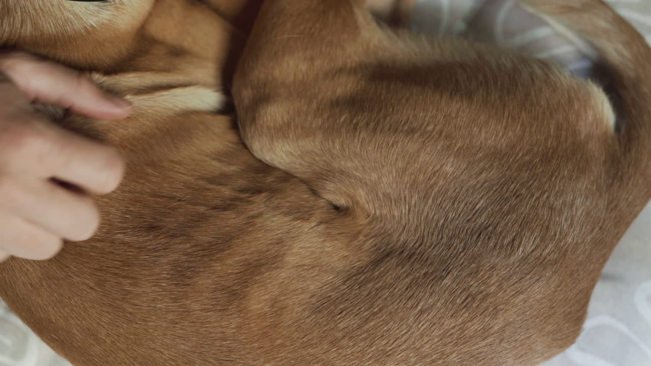 arreglar la piel de pelo corto del cachorro indie sabueso con cuidado