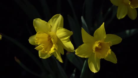Frühlingsgelbe-Narzissen,-Nahaufnahme-Narzissen---Gelbe-Osterblumennatur-4k---Narzissenseite-Auf---Schwenkaufnahme