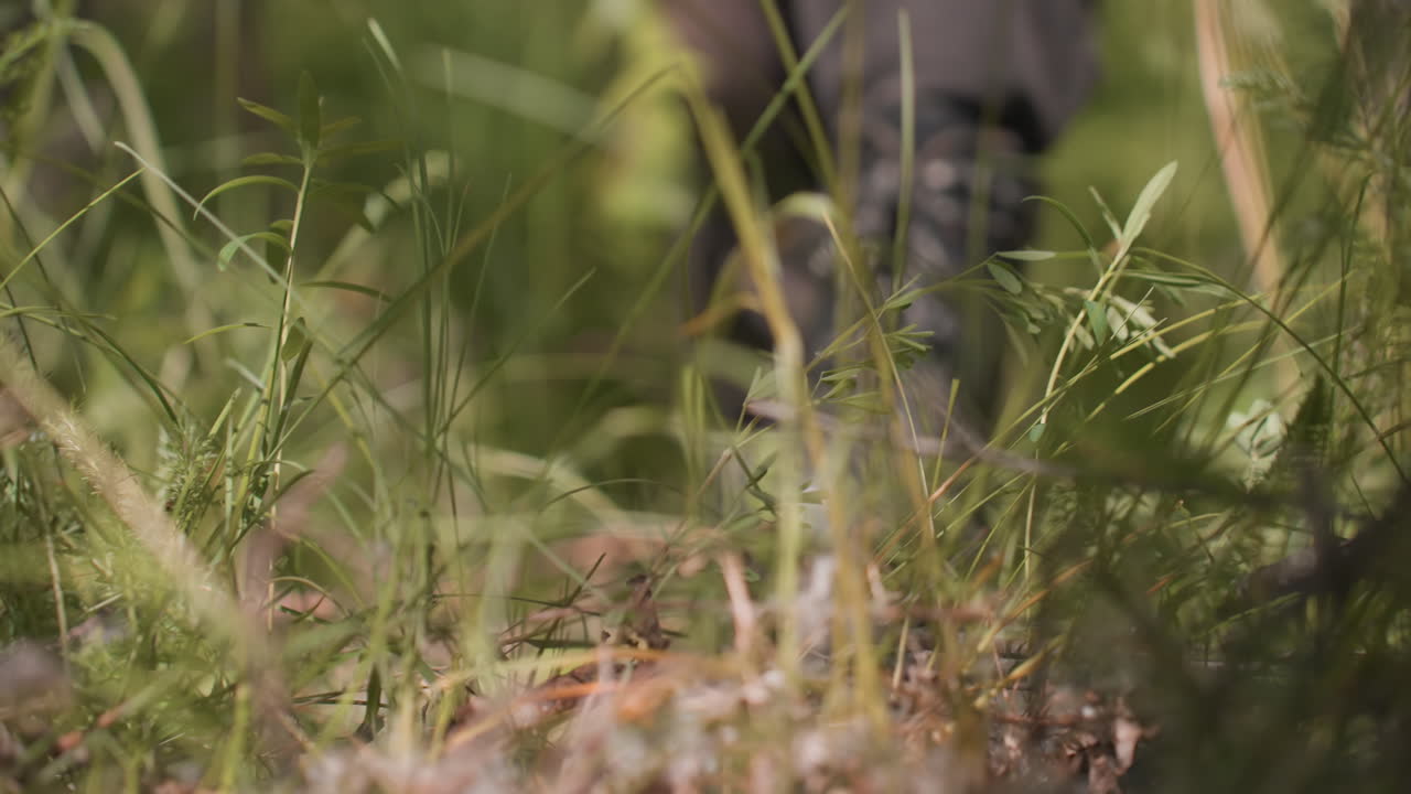 down view showing tourist legs clad in hiking pants gingerly stepping through tall forest grass brushing boots capturing slow careful traverse through sunlit woodland undergrowth gently