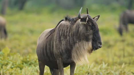 Wildebeest-Close-Up-Portrait-in-Africa-During-Great-Migration-in-Serengeti-in-Tanzania-on-African-Wildlife-Animals-Safari,-Wildebeest-Looking-Around-Alert