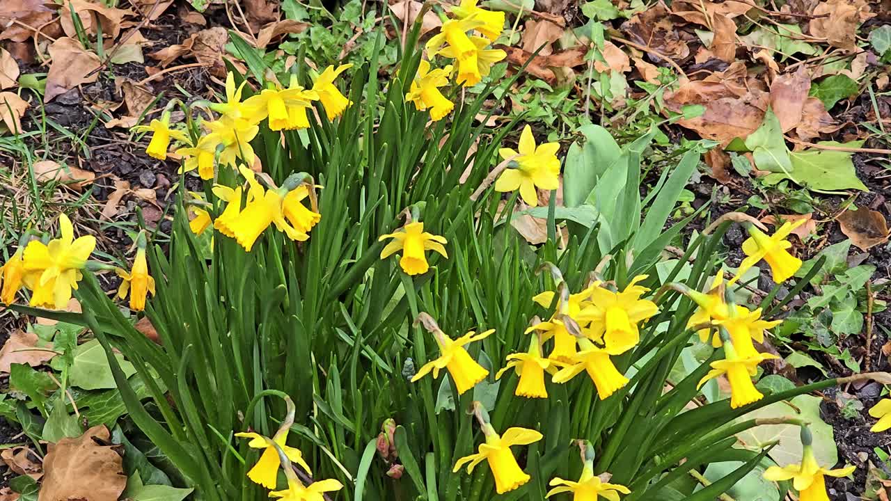 Daffodils, Narcissus, yellow Daffodil flowers in spring garden blooming
