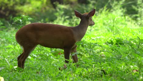 a barking deer standing in the tall weeds and breathing heavily in the heat