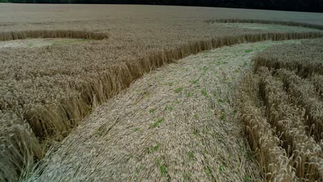 Campo-De-Cebada-Swarraton-Extraño-Bajo-Primer-Plano-Siguiendo-Círculo-De-Cultivo-Patrón-Geométrico-Vegetación-Vista-Aérea