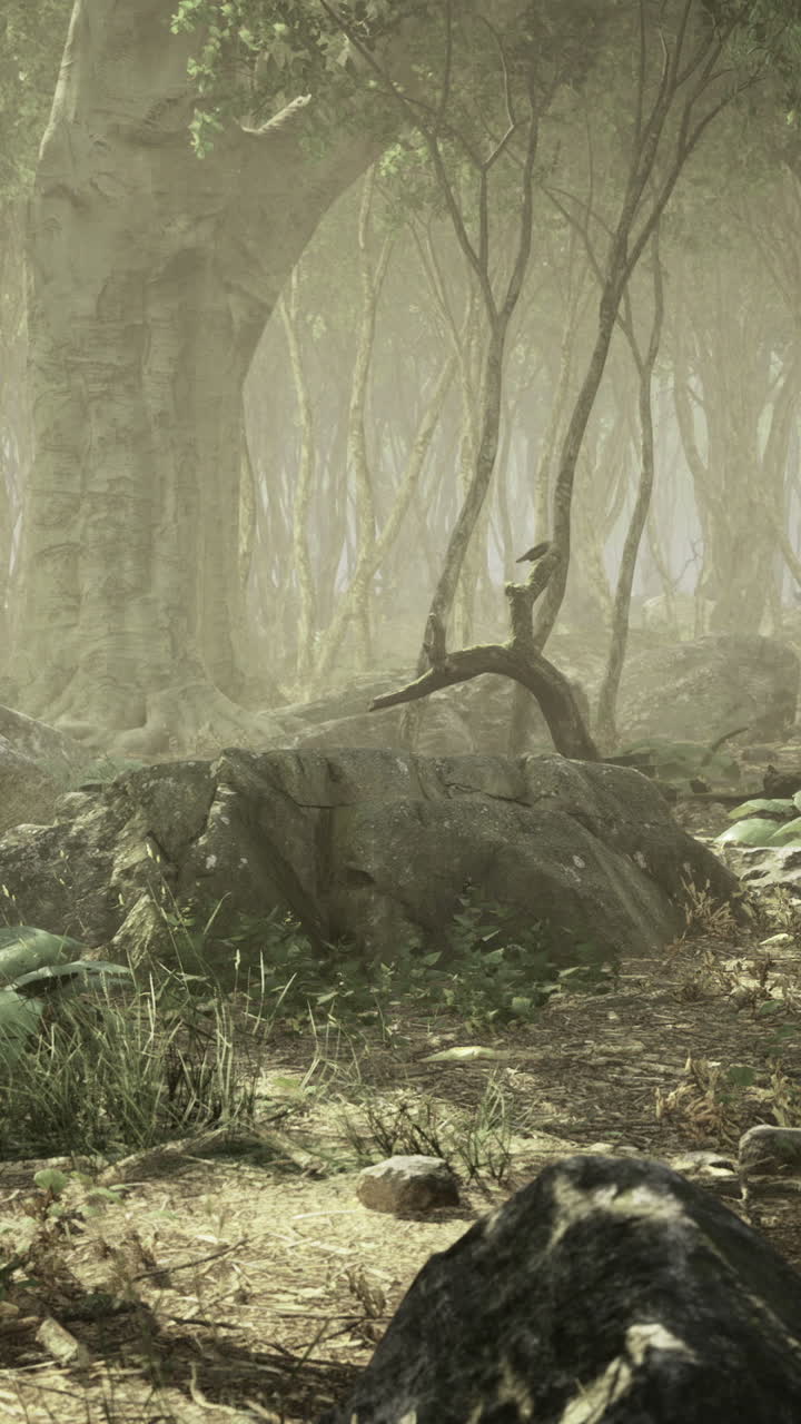 Quiet shaded forest path illuminated softly through fog and scattered stones