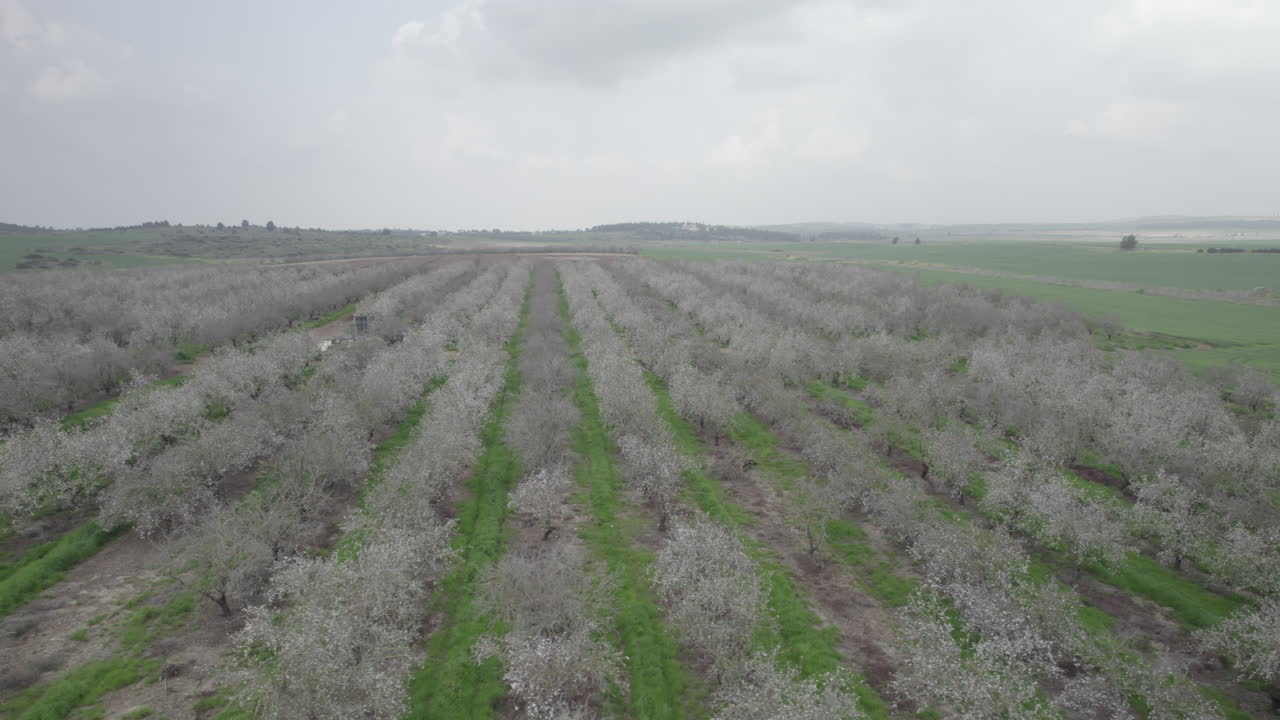 scivolo lento nel colpo a destra di un volo sopra i fiori di un campo di mandorle, lento movimento drone