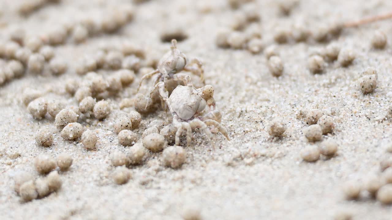 유령 크래브가 모래 해변을 가로질러 움직인다