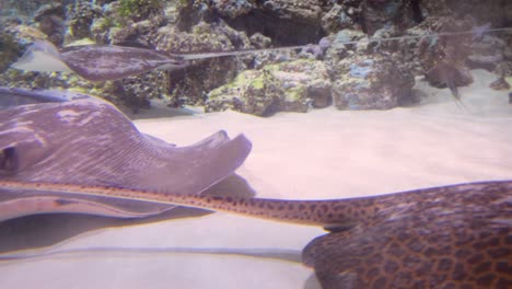 Stachelrochen-Unter-Wasser.-Stachelrochen-Sind-Eine-Gruppe-Von-Meeresrochen,-Bei-Denen-Es-Sich-Um-Mit-Den-Haien-Verwandte-Knorpelfische-Handelt.