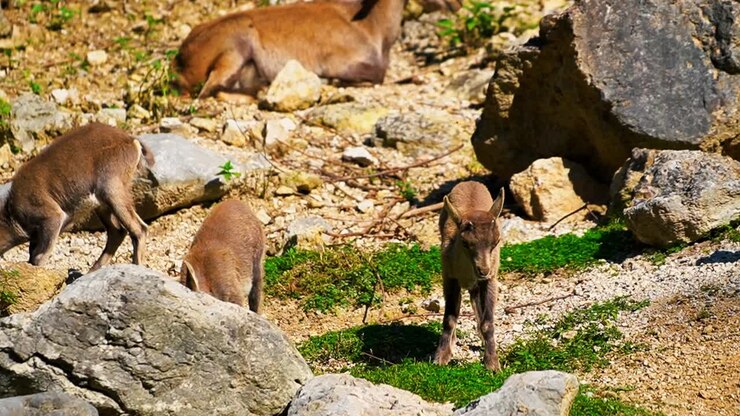 Filmato mozzafiato ravvicinato di un gruppo di cuccioli di stambecco alpino che si nutrono con grazia.