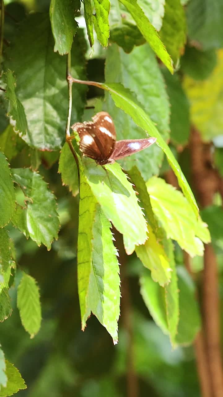 자연 속 의 초록색 잎 에 어 있는 나비