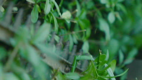 Gardener-trimming-dense-green-hedges-with-electric-clippers-in-Slow-Motion