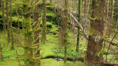 Un-Paseo-Por-El-Bosque-Encantado